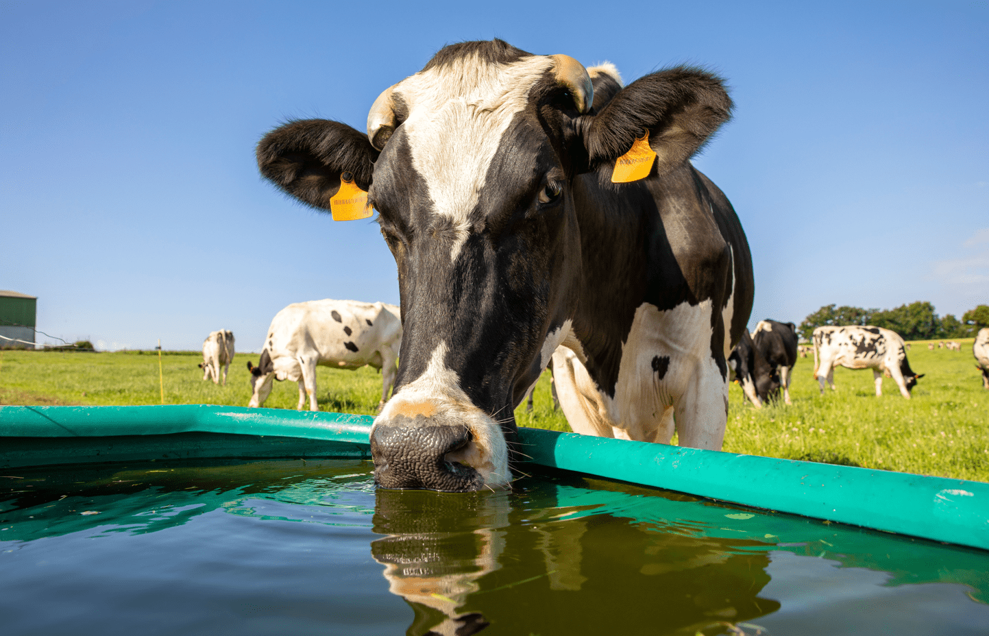 Limiting Heat Stress In Ruminants Livestock During Summer Thermo