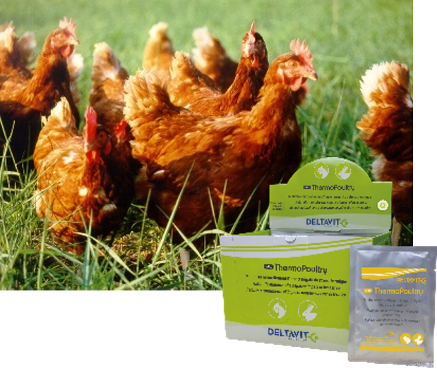 ThermoPoultry heat stress product Thermo